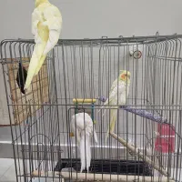 جفت عروس‌هلندی