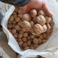 گردو چندلر کاملا ارگانیک