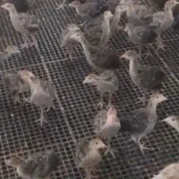جوجه بوقلمون برنز و بیوتی و گلپایگان تخمگذار