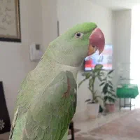 شاه طوطی نر ۸ماهه