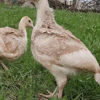جوجه بوقلمون بوربون اصل ۱کیلویی گاو بز گوسفند بره|حیوانات مزرعه|کرمانشاه, |دیوار