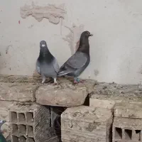 کفترپلاکی|پرنده|یزد, |دیوار