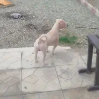 واگذاری رایگان سگ تریر