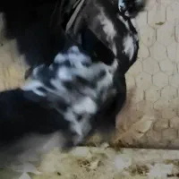 نرسوسکی بزک|پرنده|فرح دشت, |دیوار