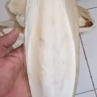 کف دریا|لوازم جانبی حیوانات|بندرعباس, |دیوار