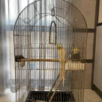 عروس هلندی همراه باقفس ولوازم