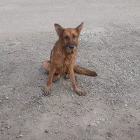 سگ پیدا شده