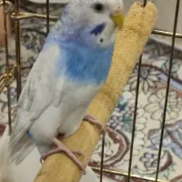 مرغ عشق گمشده،پیداشده