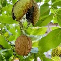 آیا با مشکل ناخواسته  زیگیل تناسلی مواجه شده اید
