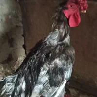 خروس لاری ۱۵۰۰