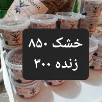 سوسک اصلاح نژاد شده وکرم میلورم