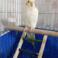 عروس هلندی دستی و سخنگو|پرنده|برخوار, |دیوار