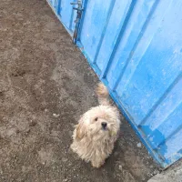 یک سگ پاکوتاه نر و سه تا عروس هلندی یکیش نر|سگ|خوی, |دیوار