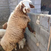 قوچ|حیوانات مزرعه|کنگاور, |دیوار