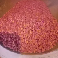 بدر گندم پیشگام|گل و گیاه طبیعی|محمدیه-قزوین, |دیوار