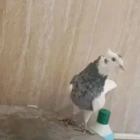 طوقی الماسی|پرنده|دره شهر, |دیوار