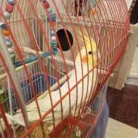 پرنده جفت عروس هلندی مولد کار داده رو تخم|پرنده|یزد, |دیوار