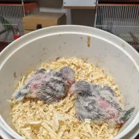 طوطی راهب سرلاکی بلو اسکای