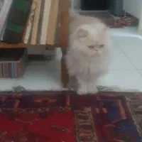 واگذاری گربه پرشین|گربه|شهریار, شهریار|دیوار