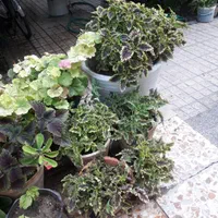 گل تک|گل و گیاه طبیعی|اصفهان, فرح آباد|دیوار