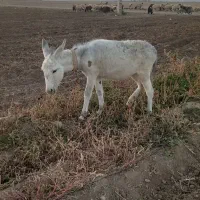 کره گله ای اروم ماده