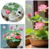 بذر نیلوفر آبی یا مردابی مخصوص آکواریوم