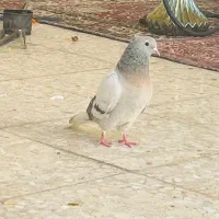 یک عدد کفتر ماده دم سفید بدون یک پر غلط