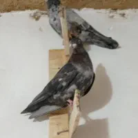 سرور|پرنده|مرودشت, سهل‌آباد|دیوار