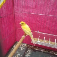 قناری زرد جوانه|پرنده|خاش, |دیوار