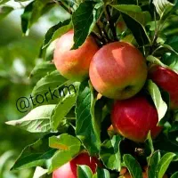 خدمات باغبانی هرس کاری کود دهی|خدمات باغبانی و درختکاری|محمدشهر, عباس آباد|دیوار