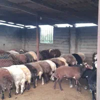 بره برواری|حیوانات مزرعه|بندر گز, |دیوار