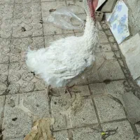 مرغ نیمچه بوقلمون|حیوانات مزرعه|تهران, سلسبیل شمالی|دیوار