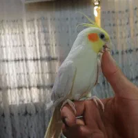 طوطی نر