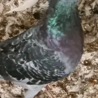 کبوتر دانه ای 250 یک کلمه|پرنده|نکا, |دیوار