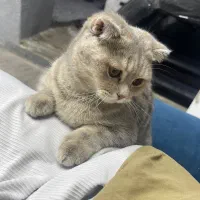 گربه اسکاتیش بریتیش