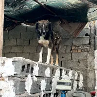 سگ  سراب قدرجونی گرگی