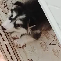 واگذاری توله هاسکی|سگ|ارومیه, |دیوار