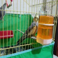 جفت عروس هلندی