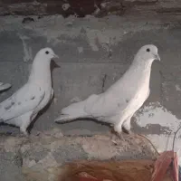 ۳۵۰۰هزار تومان|پرنده|بانه, |دیوار