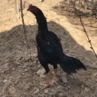 جوجه،مرغ و خروس اوشامو وارداتی،اصیل