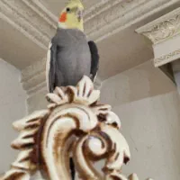 دو جفت عروس هلندی سخن گو|پرنده|آستارا, |دیوار
