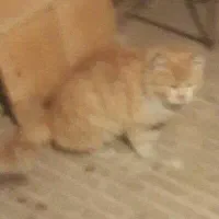 گربه واگذاری