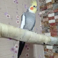 عروس هلندی نر سرحال و شاداب
