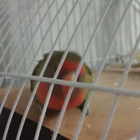 عروس هلندی وکوتوله