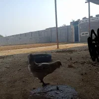 مرغ و خروس|حیوانات مزرعه|بندر کنگان, |دیوار