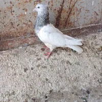 کله اهوازی الماسی گرفتنی|پرنده|اهواز, گلدشت|دیوار