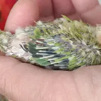 جوجه برزیلی|پرنده|ری, ملک‌آباد|دیوار