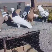 کفتر|پرنده|شیراز, قلات|دیوار