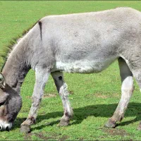 خرماده درشت