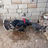 بوقلمون|حیوانات مزرعه|بیرجند, |دیوار